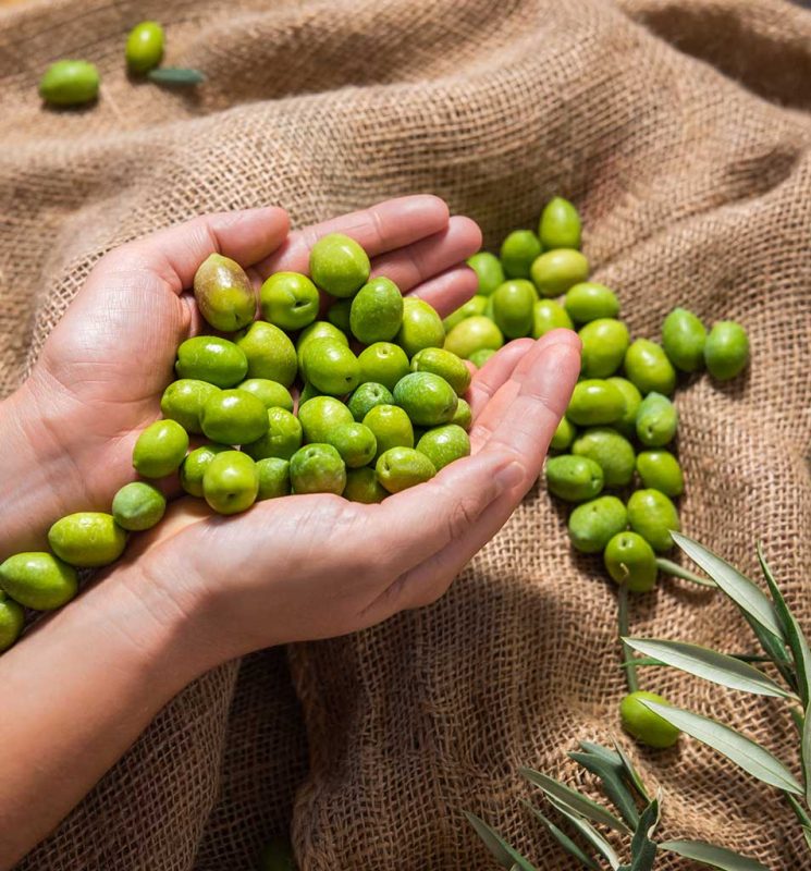 holding organic green olives