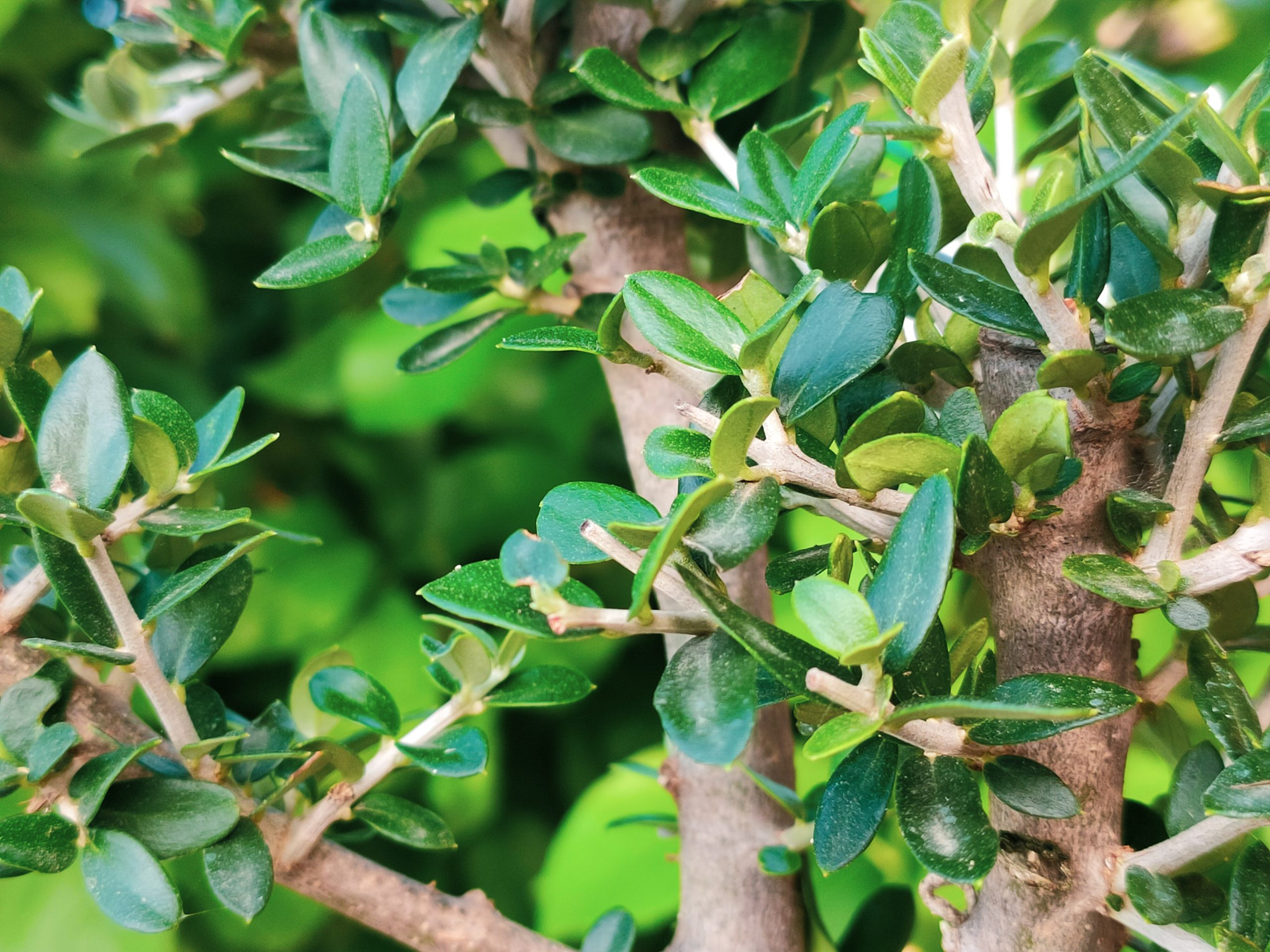 olive tree bonsai detail