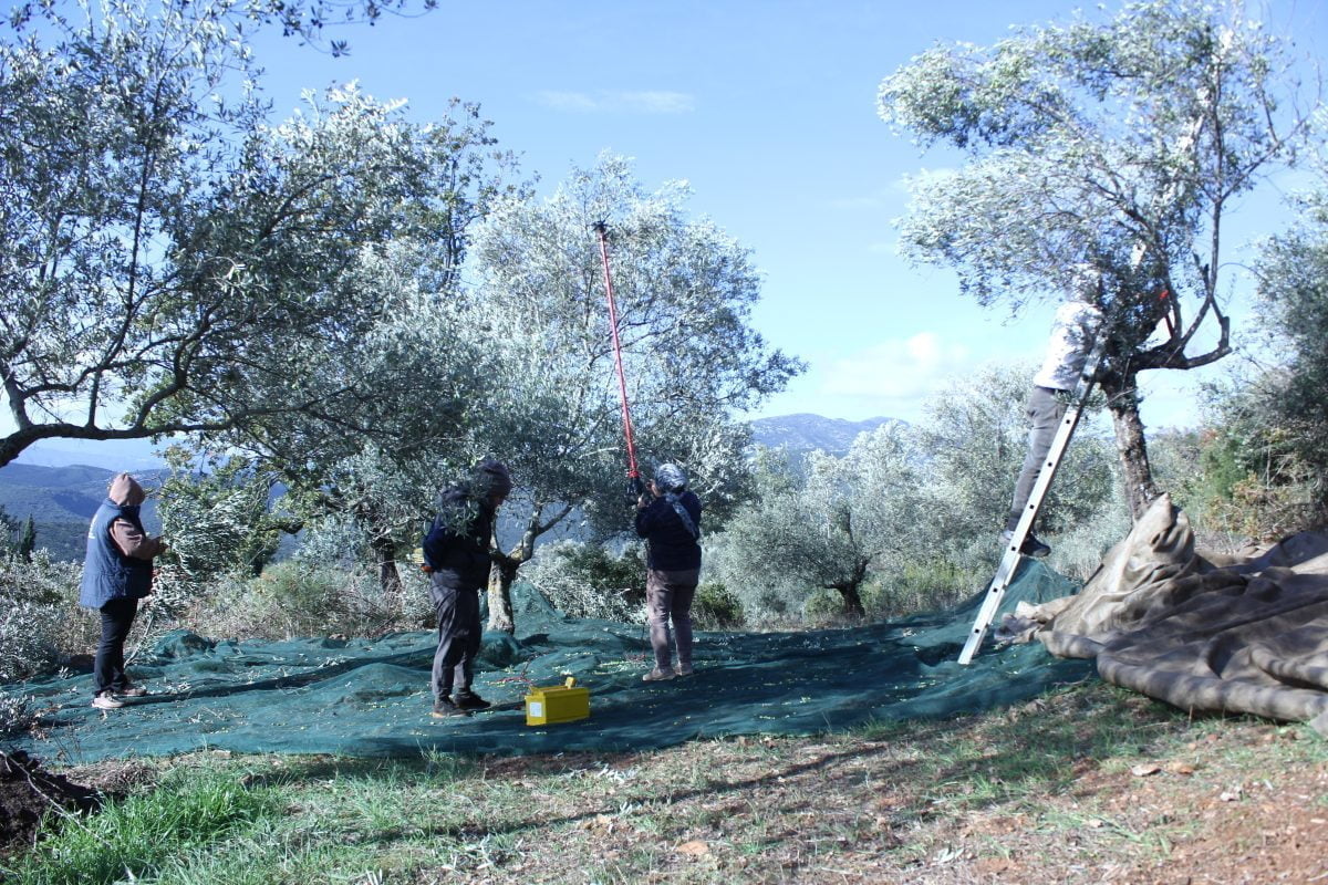 Harvest in Peloponnese