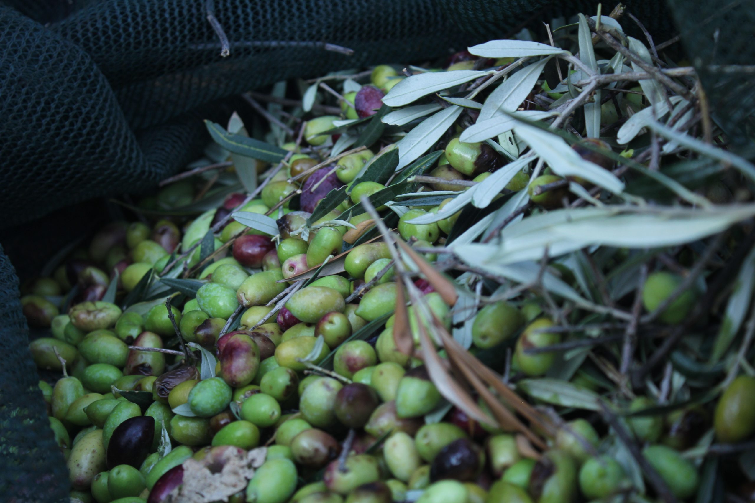 Green olives for olive oil production