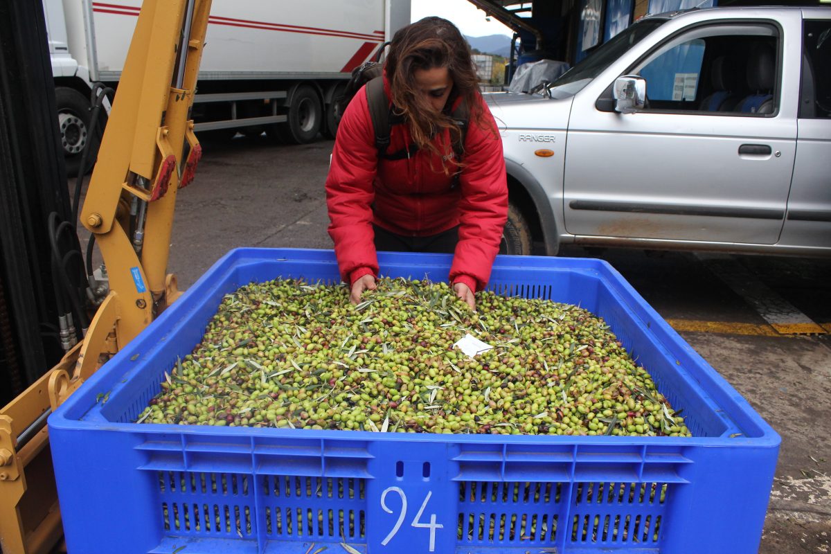 Green olives will give high quality olive oil