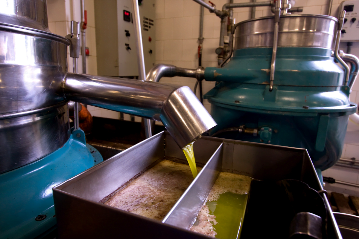 olive oil extraction
