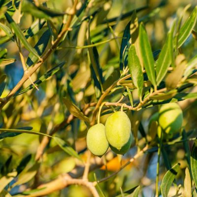 halkidiki olives