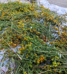 St. John's Wort Oil (Balsam Oil) 1 εικόνα Viber 2025 08 08 18 09 44 975