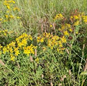 St. John's Wort Oil (Balsam Oil) 2 εικόνα Viber 2025 08 08 18 09 45 004